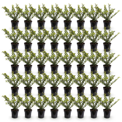 Ilex crenata Golden Gem : Lot de jeunes plants de houx japonais persistants en pots de 9 cm, alignés sur fond blanc.