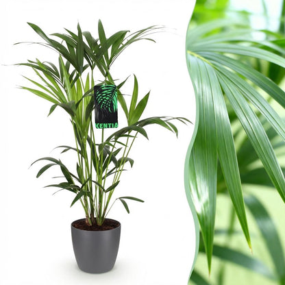 Plante d'intérieur - Howea Forsteriana - Palmier Kentia - Peu d'entretien - Vert - 1 Plante - avec Pot Gris - Pot 19cm - Hauteur 80-85cm