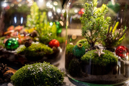 Kit terrarium de Noël fermé avec Fittonia, bruyère et décorations, bocal en verre Ø 19 cm