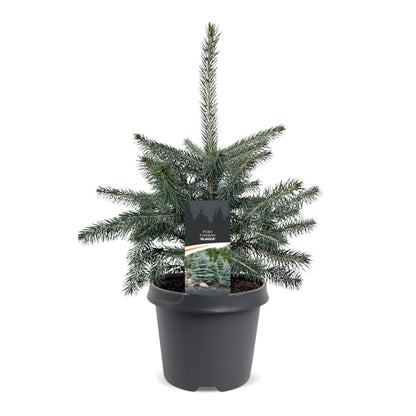 Épicéa bleu du Colorado 1 sapin en pot de 23 cm