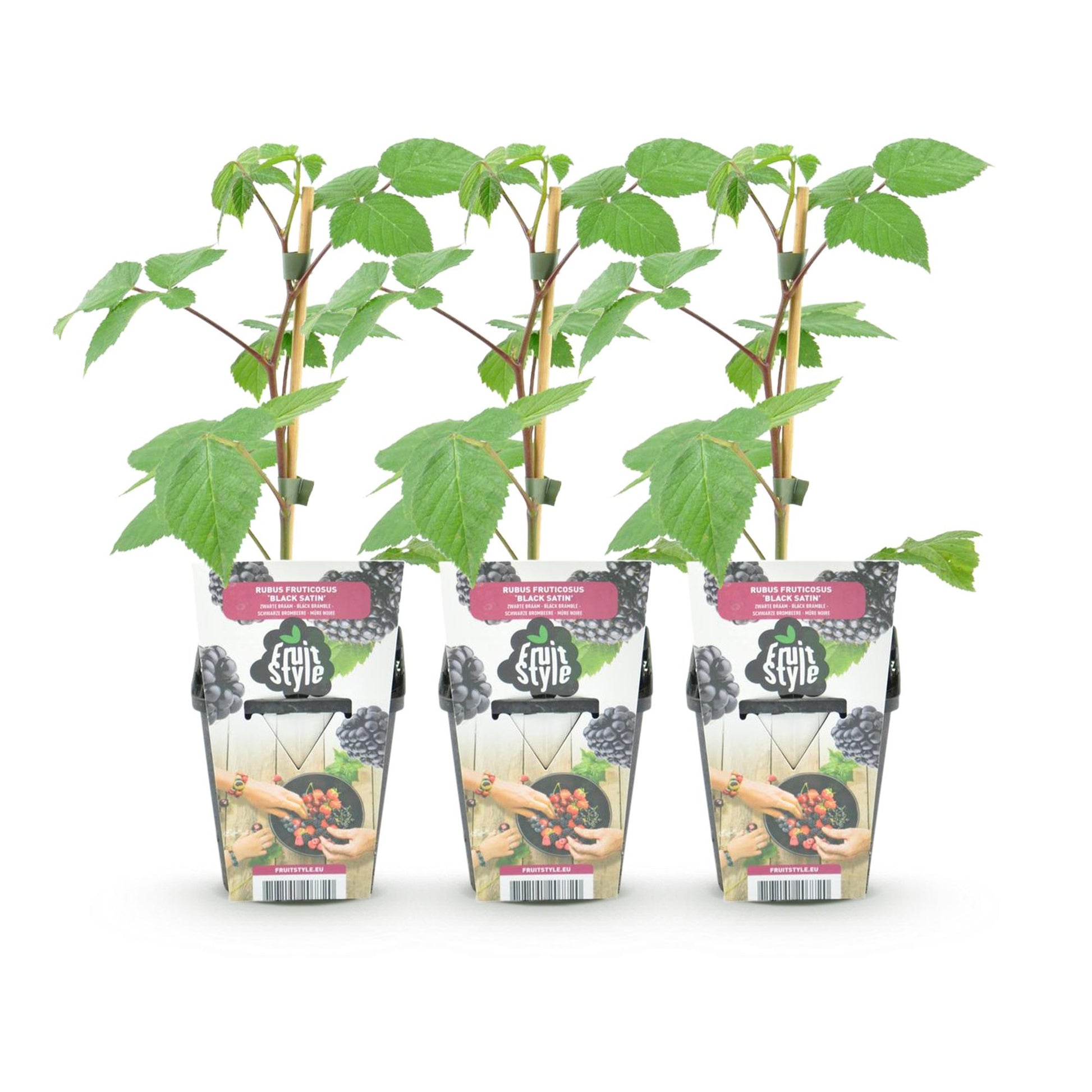 Ronce Rubus Black Satin : Lot de 3 jeunes plants de mûriers avec feuillage vert, présentés dans leurs pots individuels sur fond blanc.
