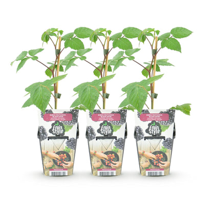 Ronce Rubus Black Satin : Lot de 3 jeunes plants de mûriers avec feuillage vert, présentés dans leurs pots individuels sur fond blanc.