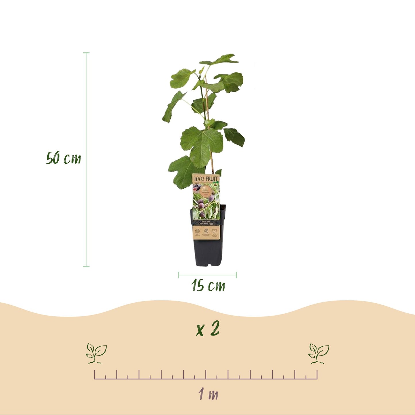 Figuier Ficus caria Little miss Figgy, hauteur 50 cm et diamètre de pot 15 cm. Lot de 2 plants avec un espacement de plantation suggéré de 1