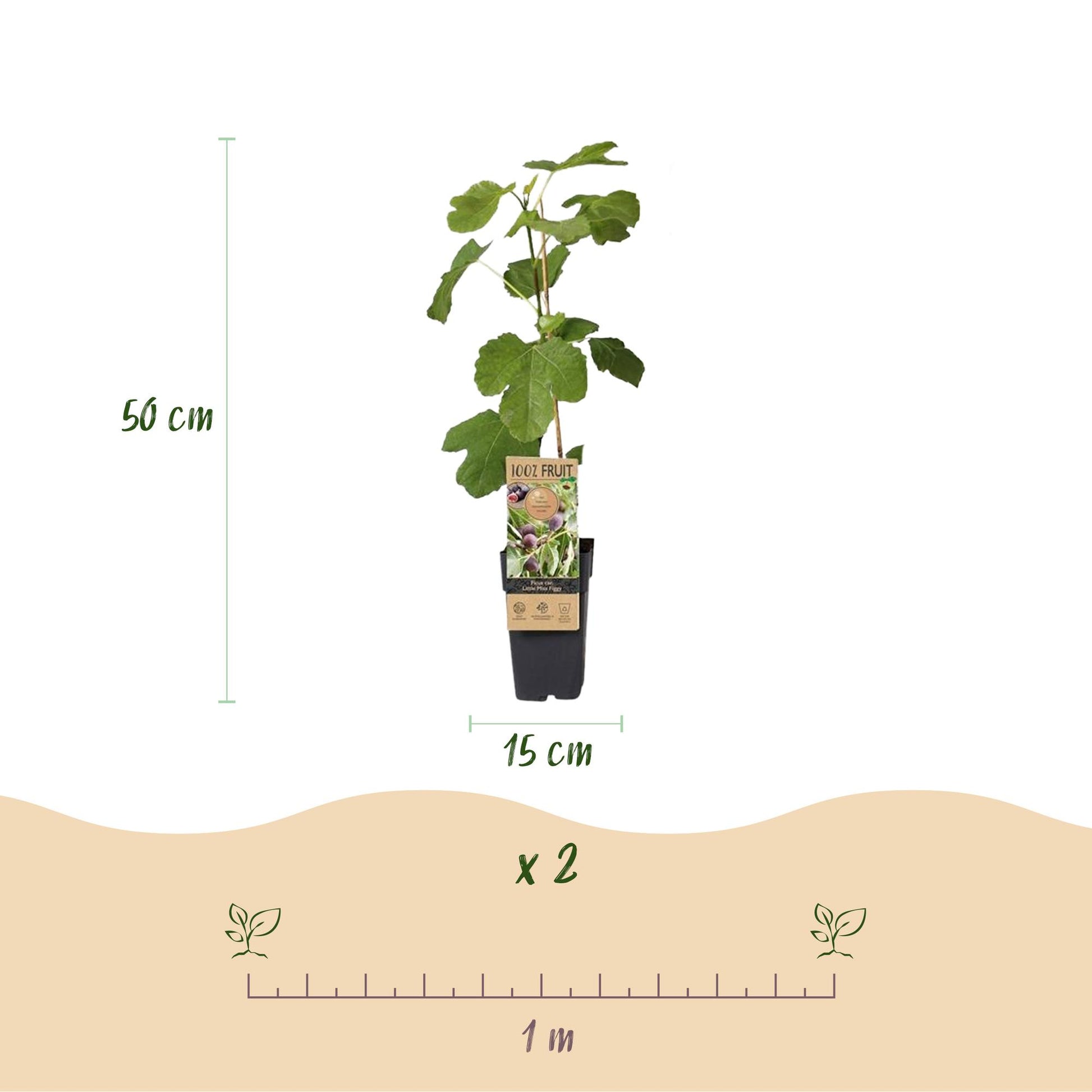 Figuier Ficus caria Little miss Figgy, hauteur 50 cm et diamètre de pot 15 cm. Lot de 2 plants avec un espacement de plantation suggéré de 1