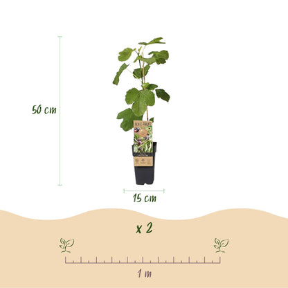 Figuier Ficus caria Little miss Figgy, hauteur 50 cm et diamètre de pot 15 cm. Lot de 2 plants avec un espacement de plantation suggéré de 1