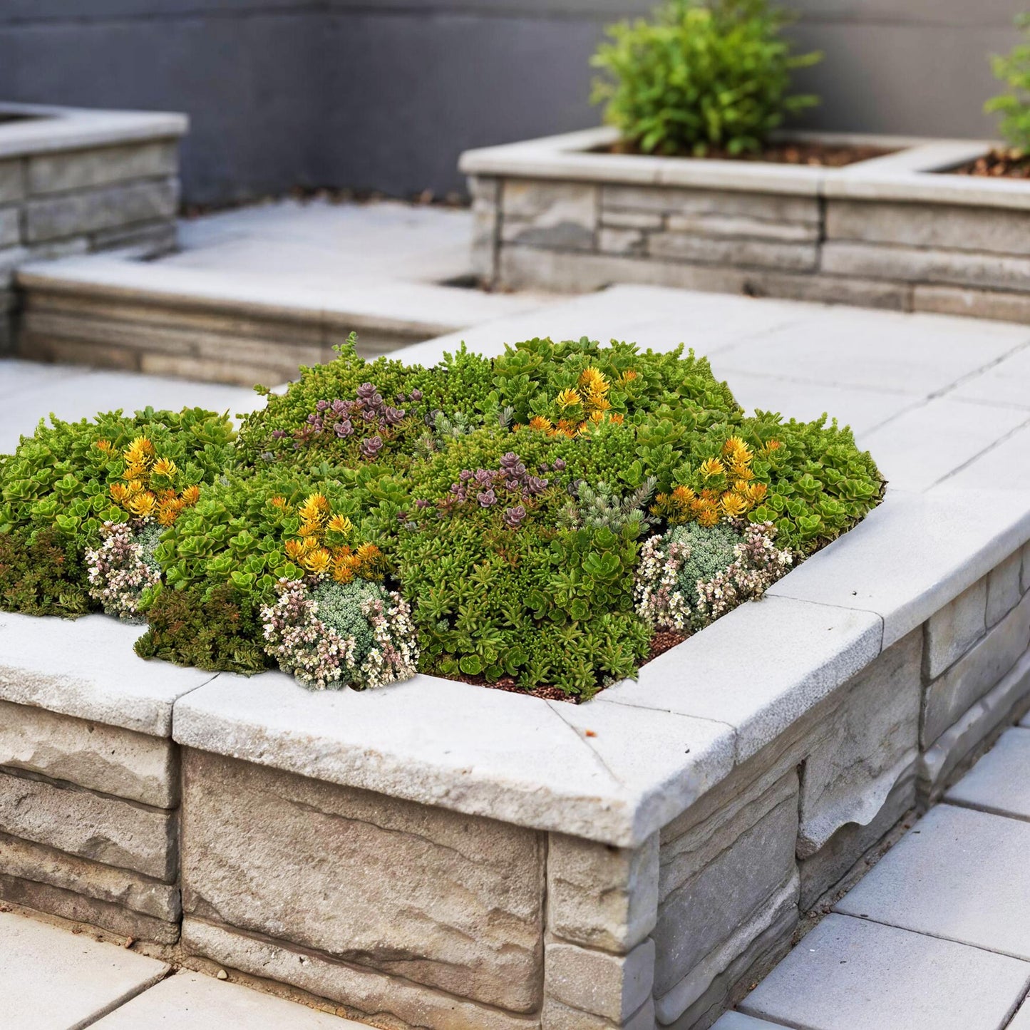 Tapis de Sedum. Plantes couvre-sol résistantes à l'hiver, composées de 10 variétés, dans un parterre surélevé en pierre.