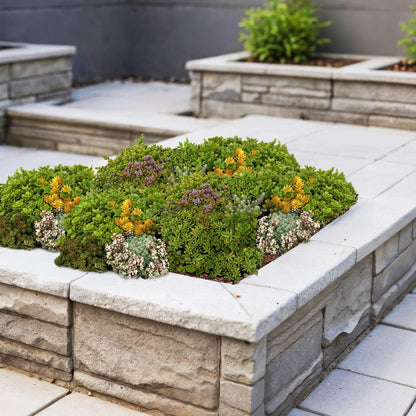 Tapis de Sedum. Plantes couvre-sol résistantes à l'hiver, composées de 10 variétés, dans un parterre surélevé en pierre.