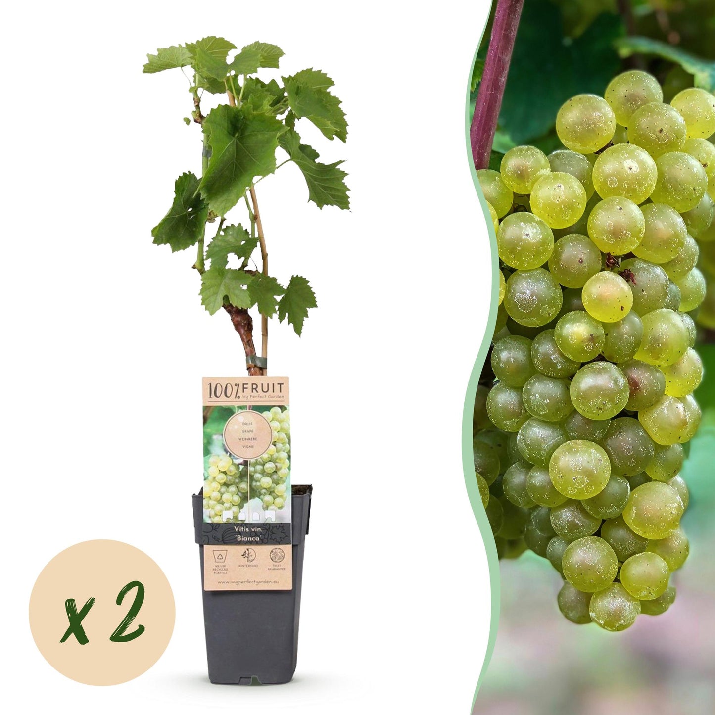 Vitis vinifera Bianca : Jeune plant de vigne en pot sur fond blanc, avec une grappe de raisins blancs sur le côté et une pastille "x2".