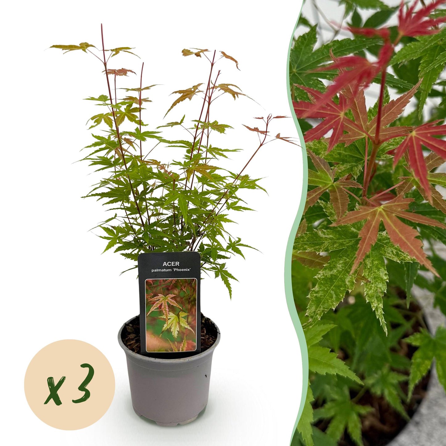 Acer palmatum Phoenix 'Rose', jeune plant en pot sur fond blanc avec une pastille 'x3', et un gros plan des feuilles vertes et roses.
