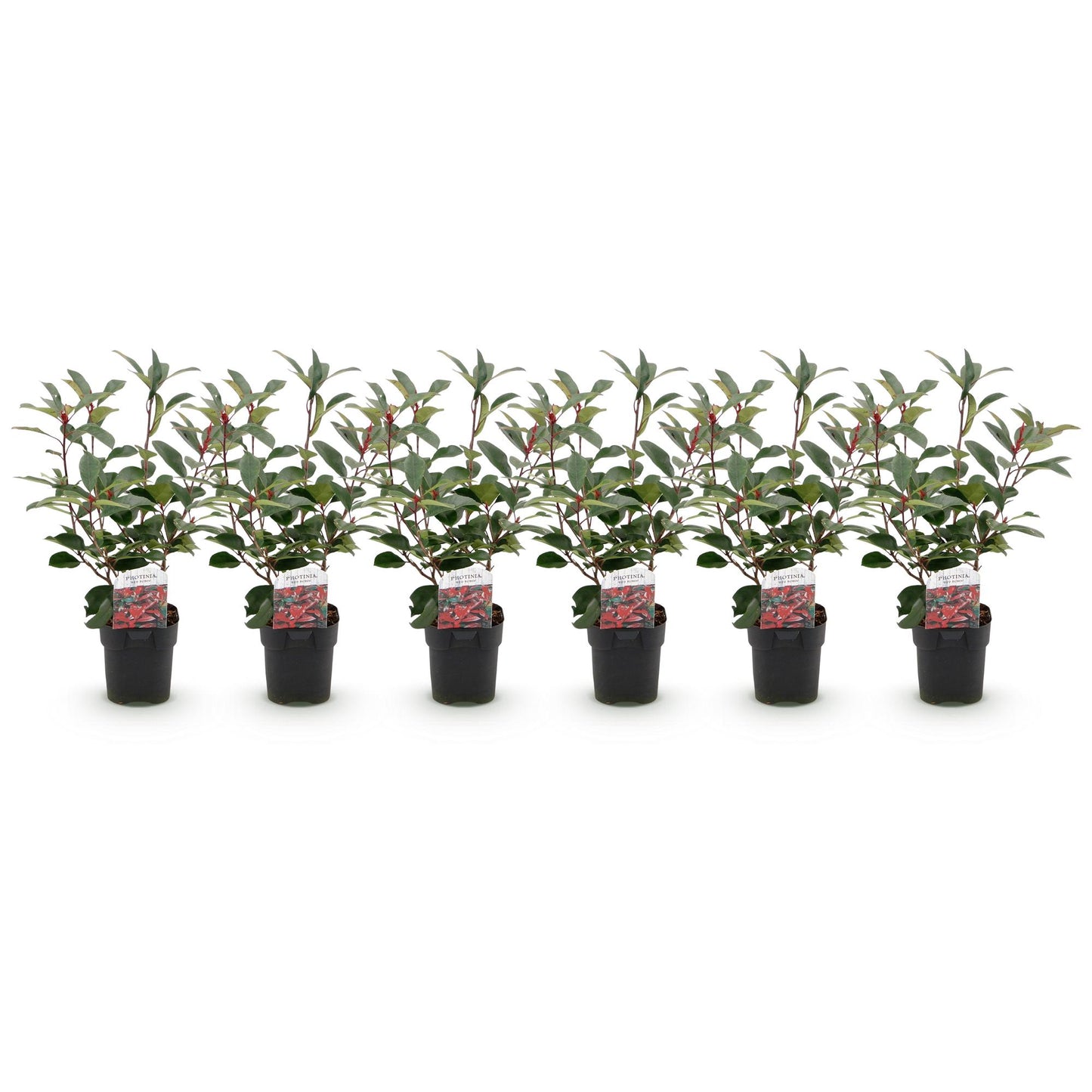 Photinia fraseri Red Robin : 6 jeunes plants en pot, alignés sur fond blanc uni, prêts à être plantés pour former une haie.