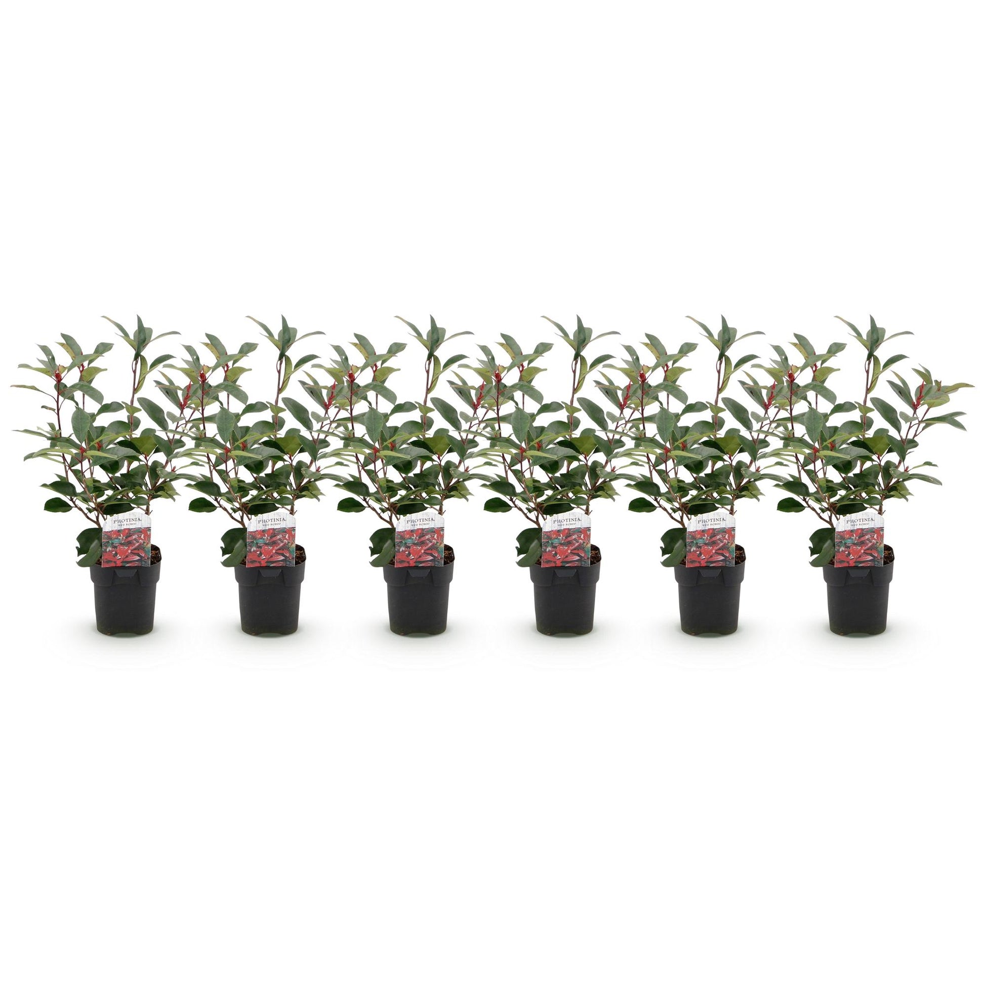 Photinia fraseri Red Robin : 6 jeunes plants en pot, alignés sur fond blanc uni, prêts à être plantés pour former une haie.