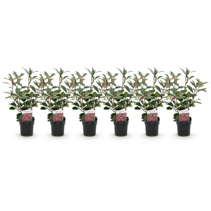 Photinia fraseri Red Robin : 6 jeunes plants en pot, alignés sur fond blanc uni, prêts à être plantés pour former une haie.