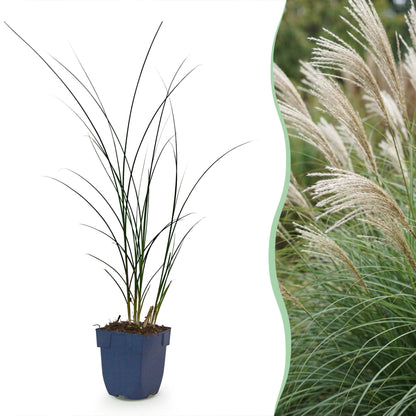 Miscanthus sin. Gracillimus en pot de 11cm, herbe de la Pampa sur fond blanc accolée à une photo de plants matures et fleuris.