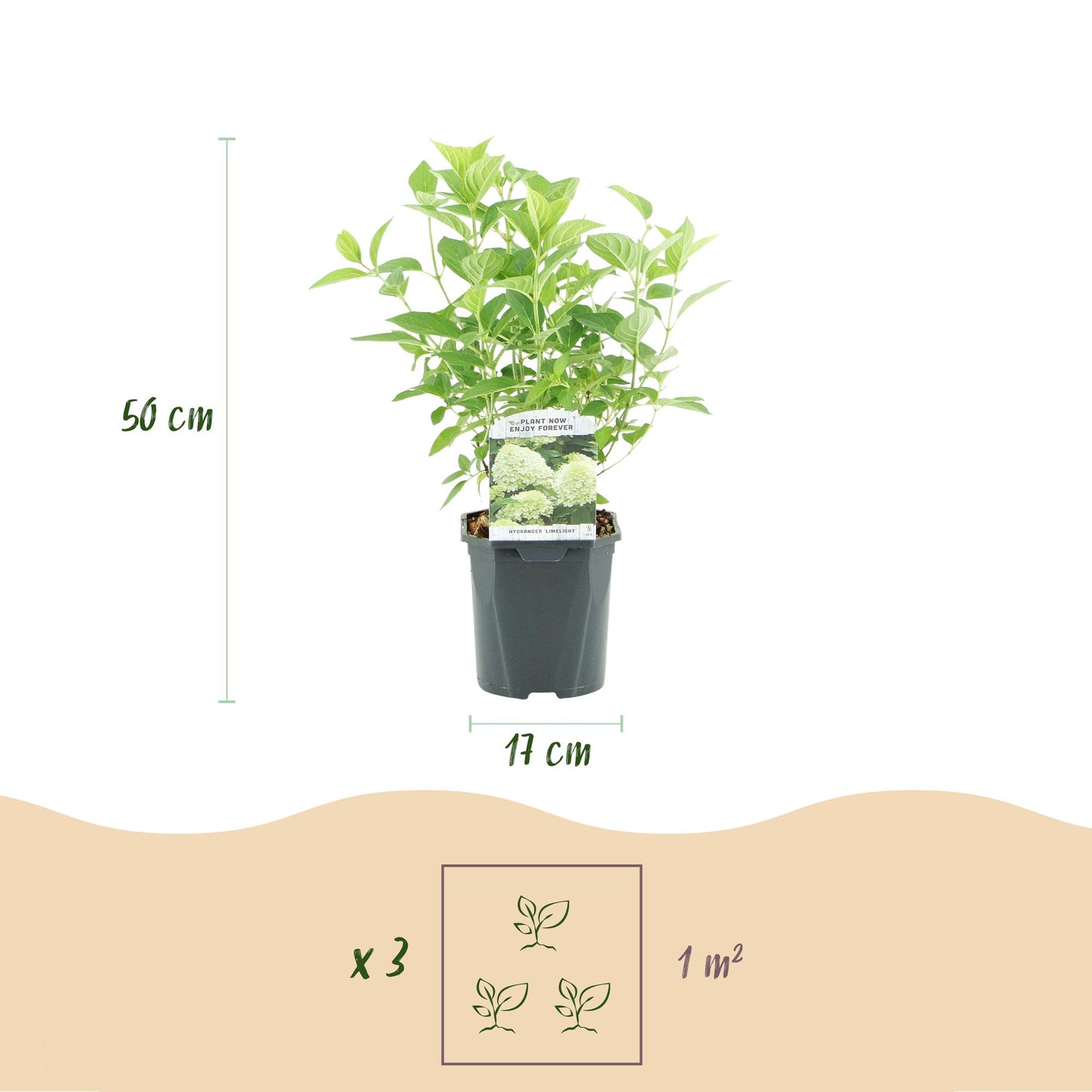 Hortensia Paniculée Limelight : plant en pot de 17 cm, hauteur 50 cm. Indique 3 plants pour 1 m².