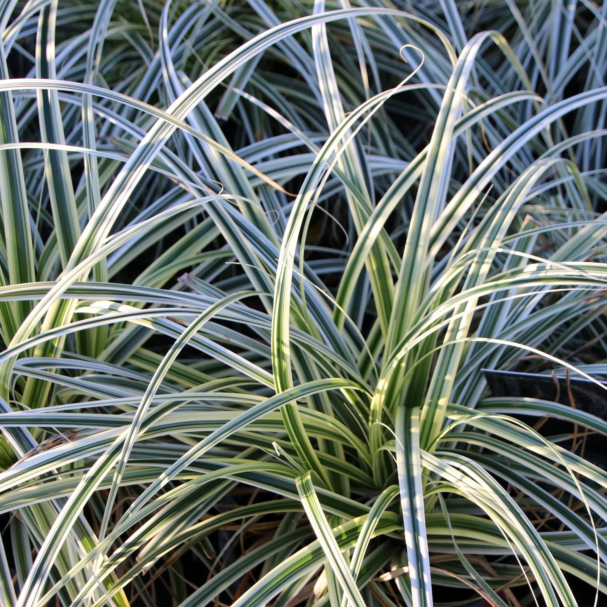 Carex oshimensis Everest. Gros plan sur les feuilles panachées, vertes et blanches, brillantes sous le soleil.
