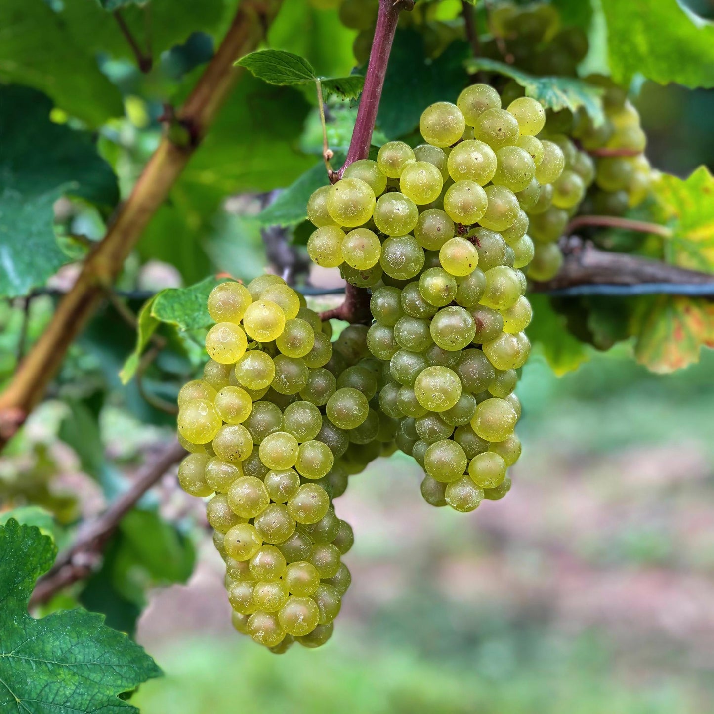 Vitis vinifera Bianca. Grappes de raisins blancs juteux et mûrs, recouverts de petites gouttes d'eau, prêtes à être cueillies.