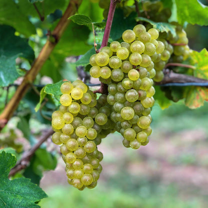 Vitis vinifera Bianca. Grappes de raisins blancs juteux et mûrs, recouverts de petites gouttes d'eau, prêtes à être cueillies.