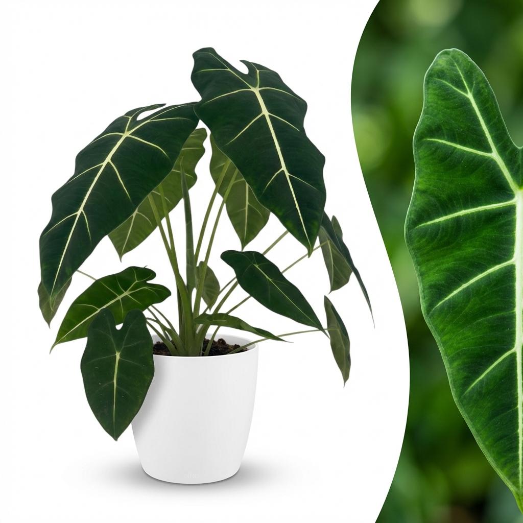 Plante d'intérieur - Oreille d'éléphant - Alocasia Frydek - Vert - Peu d'entretien - 1 Plante - avec Pot Blanc - Pot 19cm - Hauteur 60cm