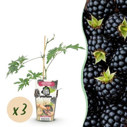 Ronce Thornless Evergreen : jeune plant de ronce sans épines en pot avec un tuteur, à côté d'une image de mûres noires, avec pastille 'x3'.