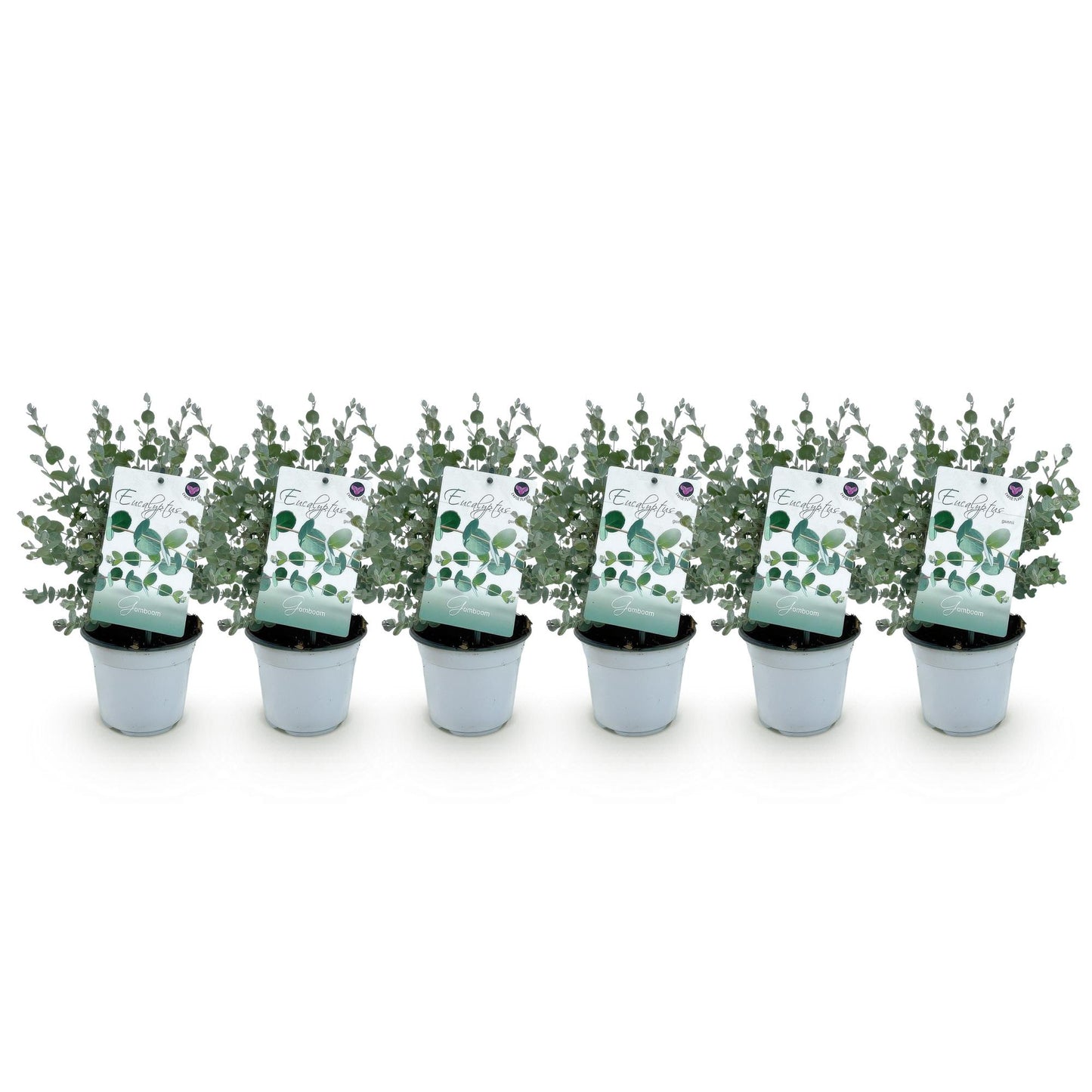 Eucalyptus gunnii : six jeunes plants d'eucalyptus en pot gris, avec étiquettes, alignés sur fond blanc uni, comme un lot à recevoir.