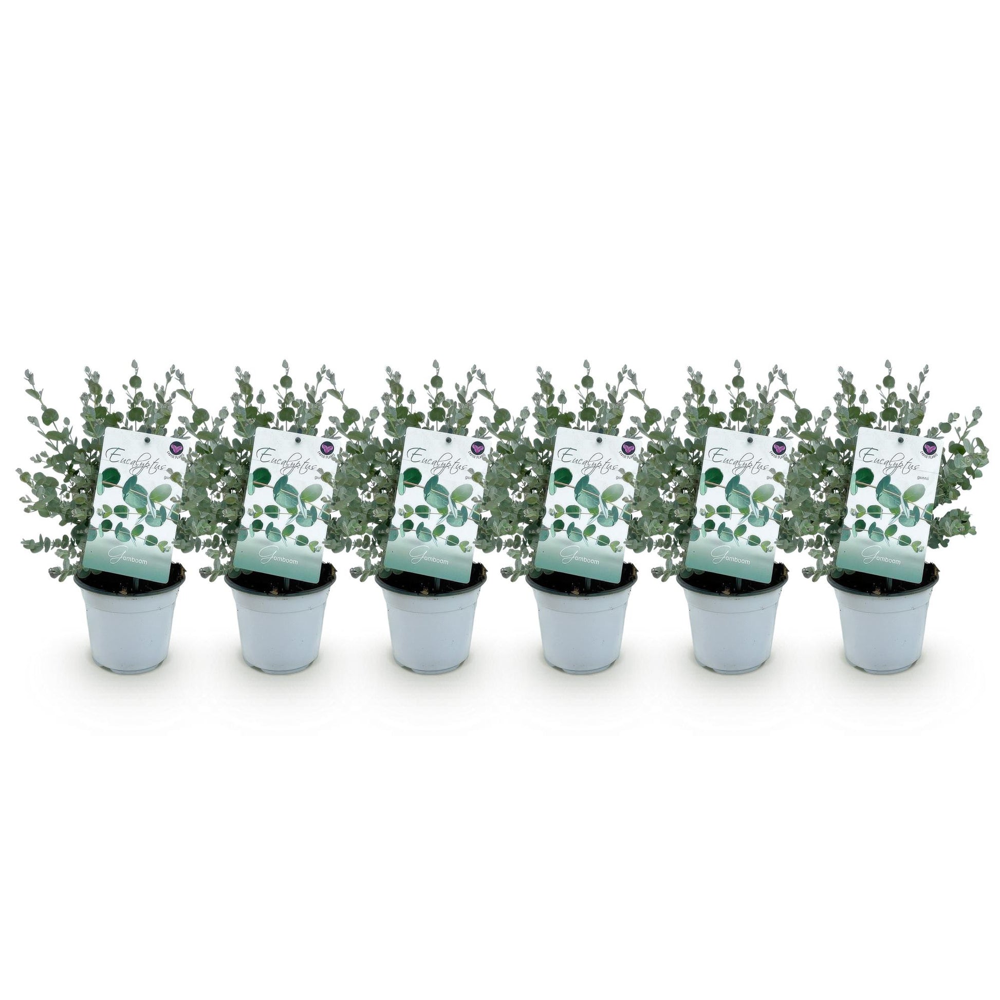 Eucalyptus gunnii : six jeunes plants d'eucalyptus en pot gris, avec étiquettes, alignés sur fond blanc uni, comme un lot à recevoir.