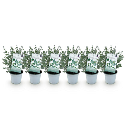 Eucalyptus gunnii : six jeunes plants d'eucalyptus en pot gris, avec étiquettes, alignés sur fond blanc uni, comme un lot à recevoir.