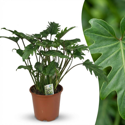 Plante d'intérieur - Philodendron - Philodendron Xanadu - Vert - Entretien facile - 1 Plante - Pot 19cm - Hauteur 60cm