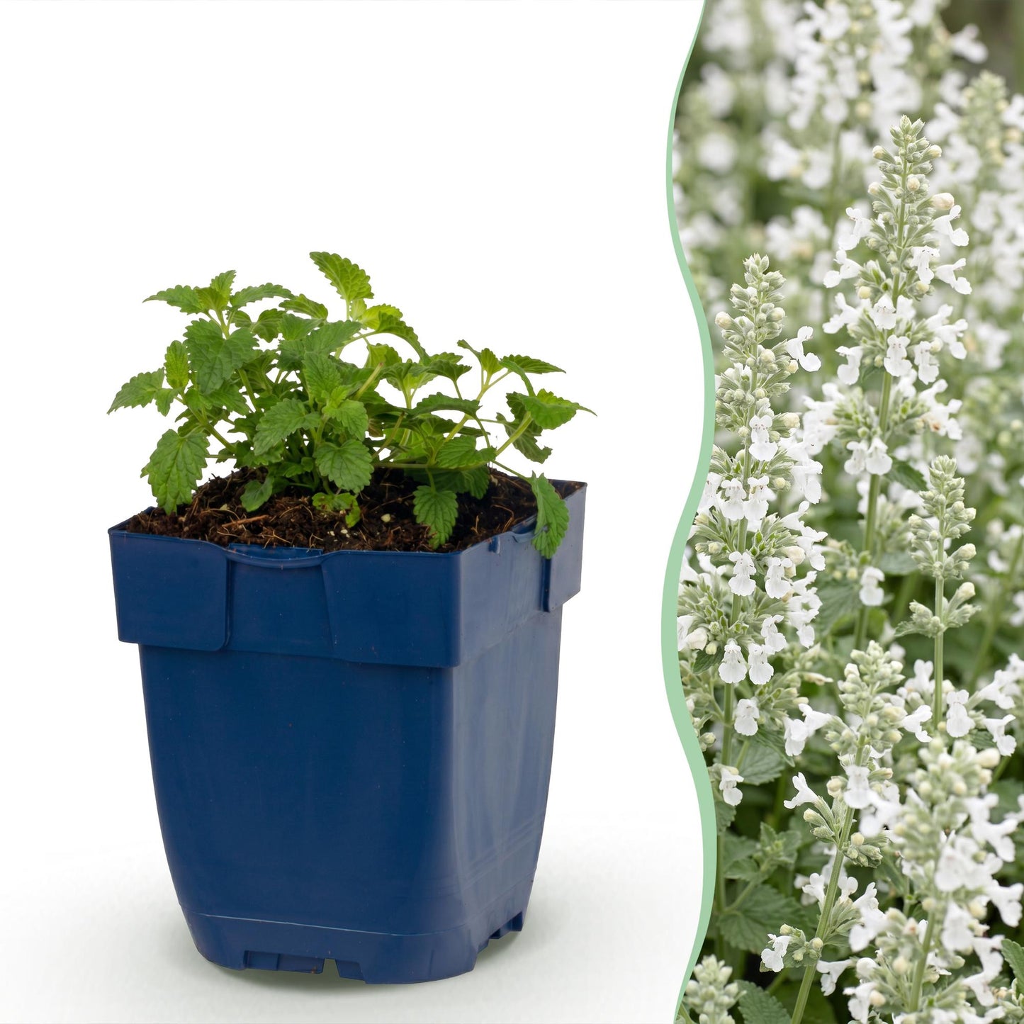 Nepeta faassenii Snowflake : Jeune plant en pot bleu à gauche, à droite gros plan d'une haie dense en fleurs blanches.