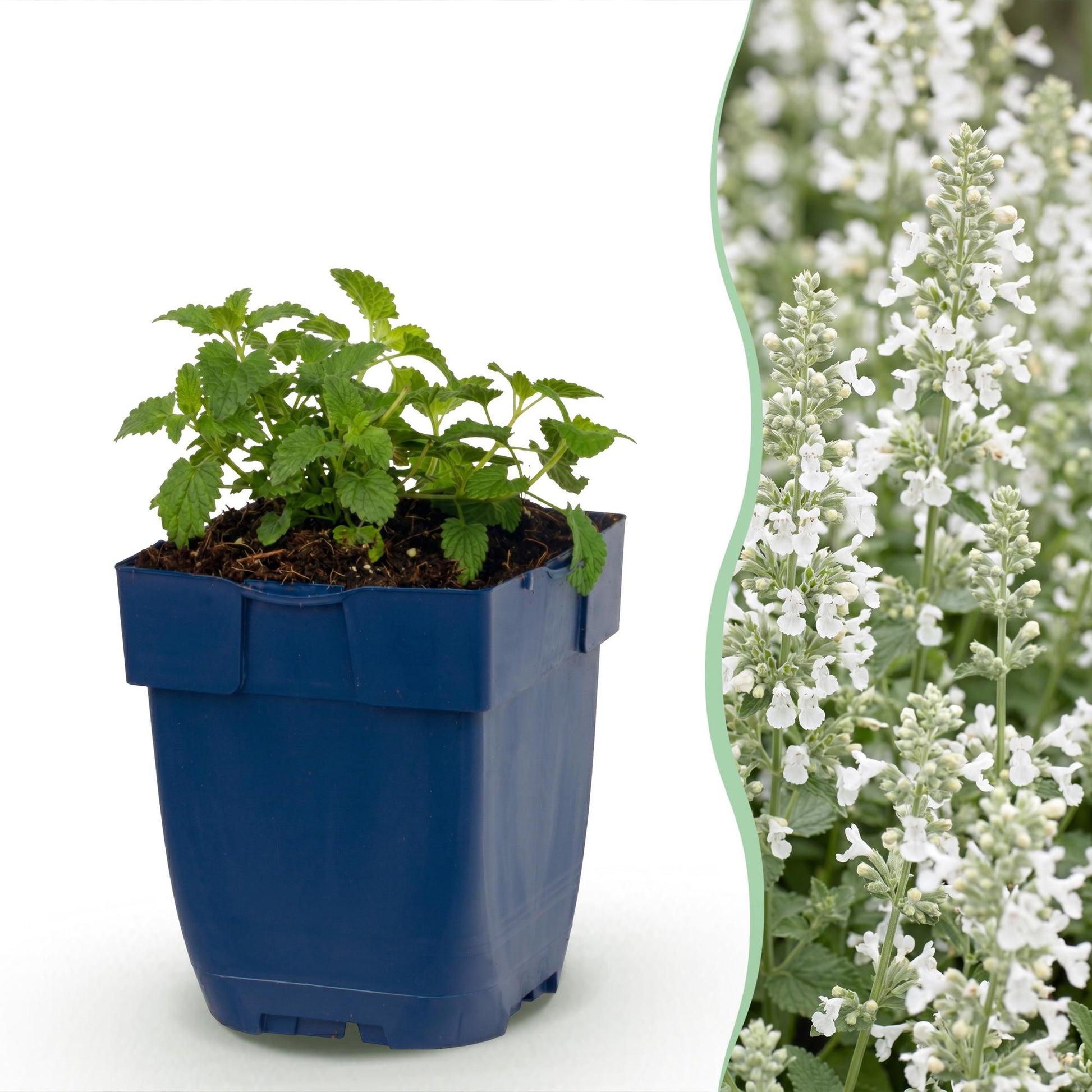 Nepeta faassenii Snowflake : Jeune plant en pot bleu à gauche, à droite gros plan d'une haie dense en fleurs blanches.