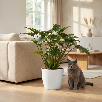 Plante d'intérieur - Philodendron - Philodendron Xanadu - Vert - Entretien facile - 1 Plante - avec Pot Potter Blanc - Pot 19cm - Hauteur 60cm