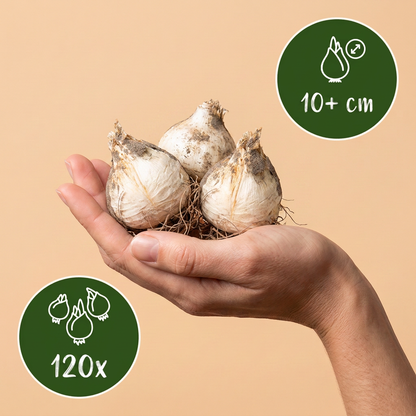 Bulbes d'Ail d'ornement 'Miami' tenus dans une main, lot de 120 bulbes.