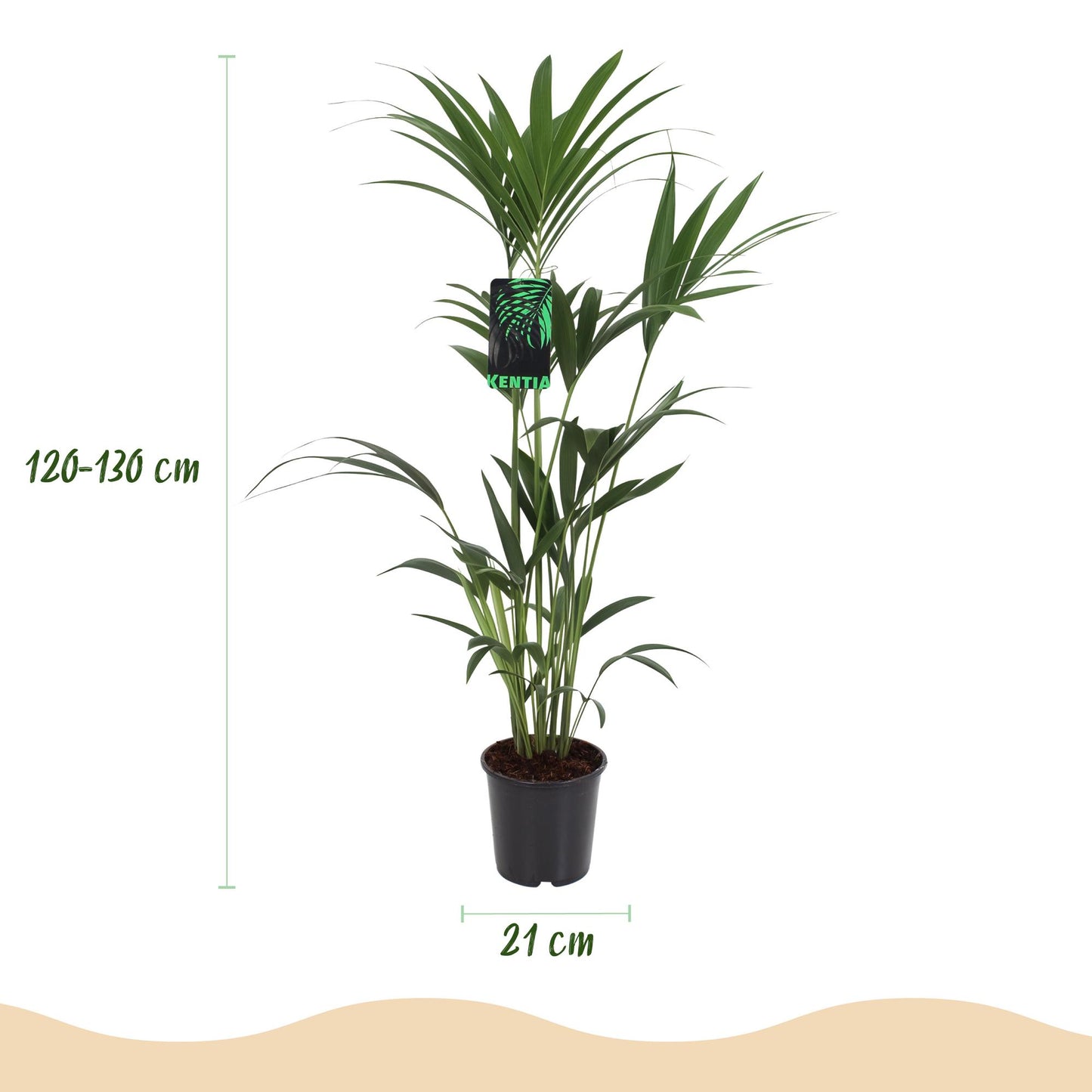 Plante d'intérieur - Howea Forsteriana - Palmier Kentia - Peu d'entretien - Vert - 1 Plante - avec Potter Blanc - Pot 21cm - Hauteur 120-130cm