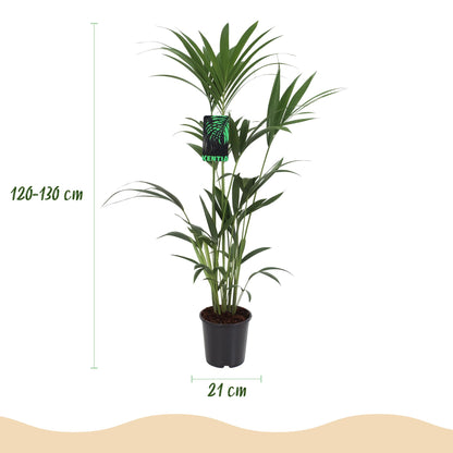 Plante d'intérieur - Howea Forsteriana - Palmier Kentia - Peu d'entretien - Vert - 1 Plante - avec Potter Blanc - Pot 21cm - Hauteur 120-130cm