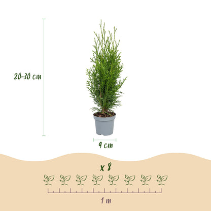 Thuja occidentalis Smaragd. Infographie sur fond blanc montrant la hauteur (20-30 cm), le diamètre du pot (9 cm) et un espacement de 1 mètre