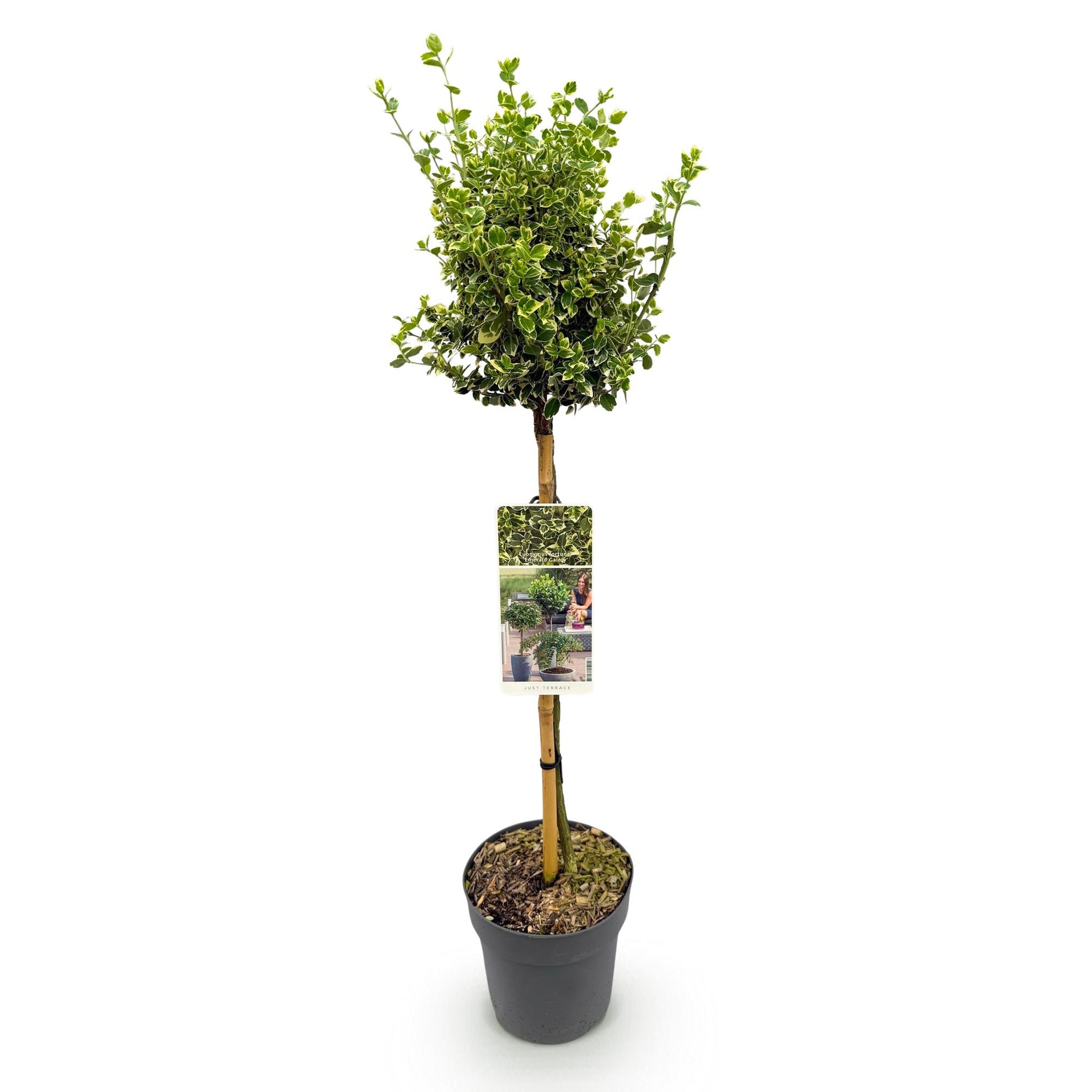 Euonymus fortunei Emerald Gaiety en pot, jeune plante en forme de petite boule sur tige, feuillage vert et crème, prête à être plantée.