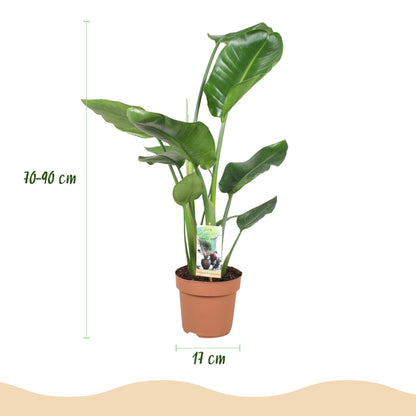 Plantes d'intérieur - Stelitzia Nicolai - Fleur de paradis - Peu d'entretien - Vert - 1 Plante - Pot 17cm - Hauteur 70-90cm