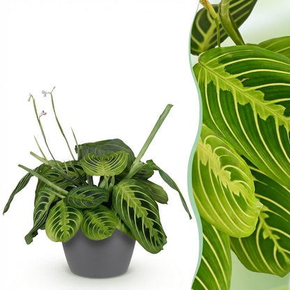 Plante d'intérieur - Maranta Fascinator Lemon Lime - Plante de prière - Plante conviviale pour les animaux - Vert - 1 Plante - avec Pot Gris - Pot 12cm - Hauteur 25cm