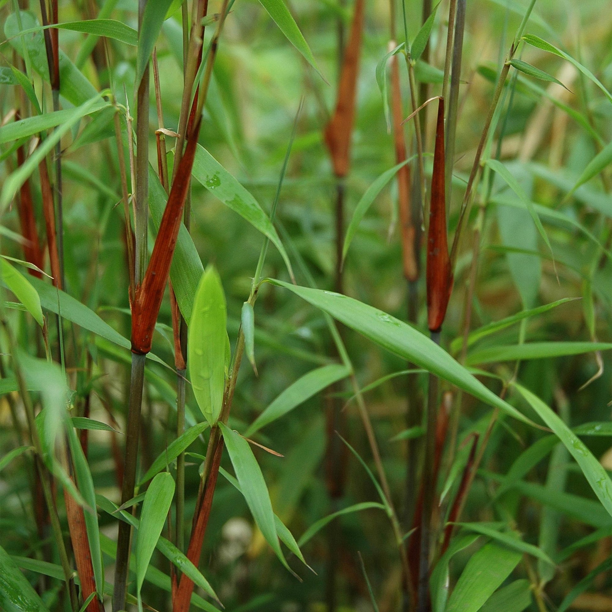 Fargesia Asian Wonder, bambou non envahissant, avec ses cannes rouge-brun caractéristiques et son feuillage vert dense.