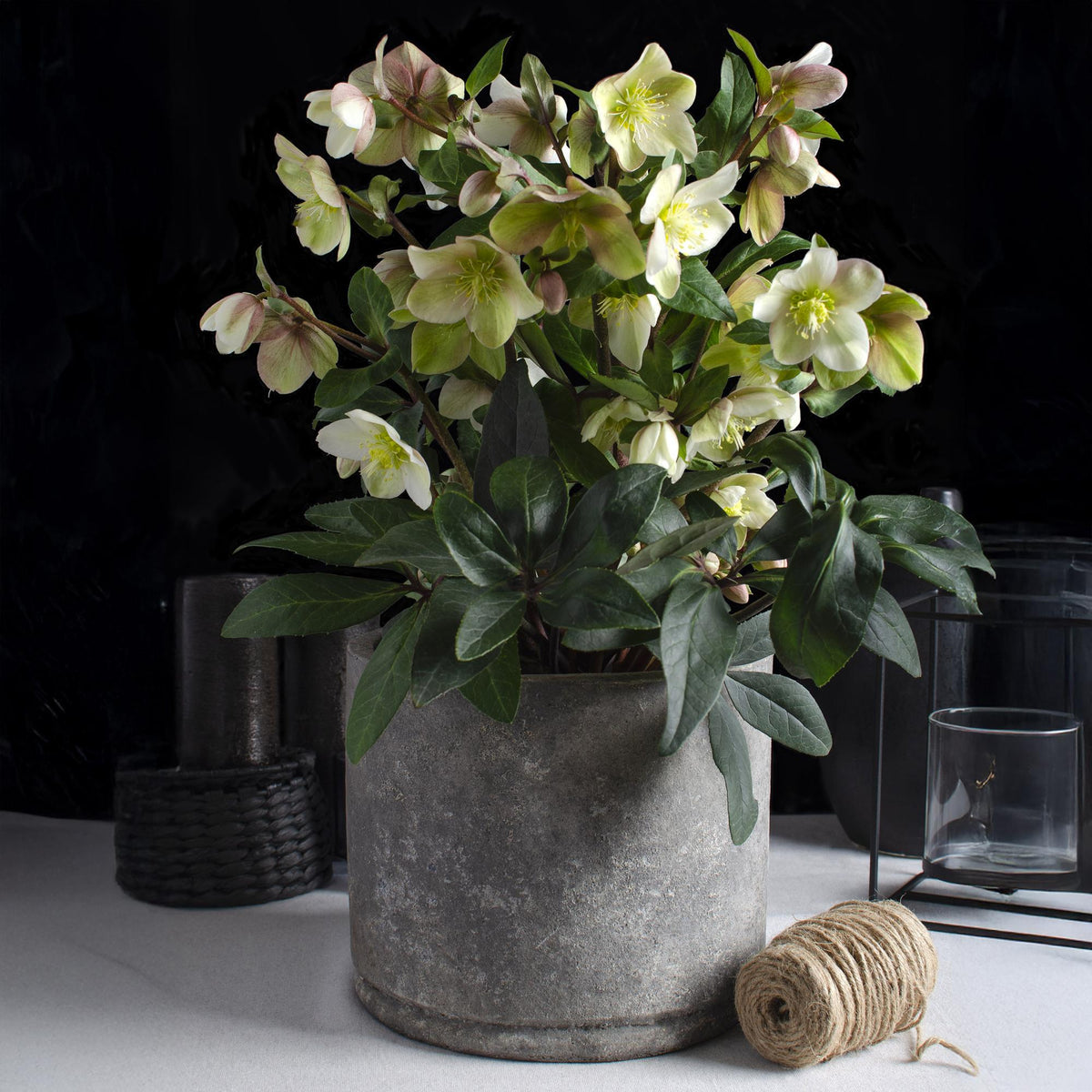 Hellébore 'Diamonfire' au jardin, Helleborus x nigercors