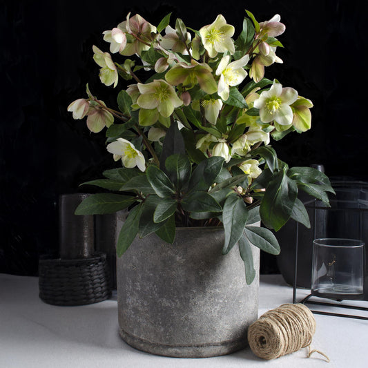 Hellébore 'Diamonfire' au jardin, Helleborus x nigercors