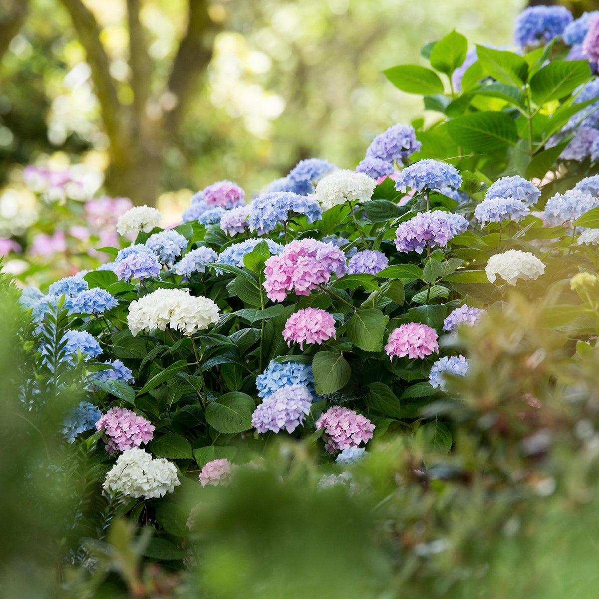 Hortensias Endless Summer en mélange au jardin, Hydrangea macrophylla