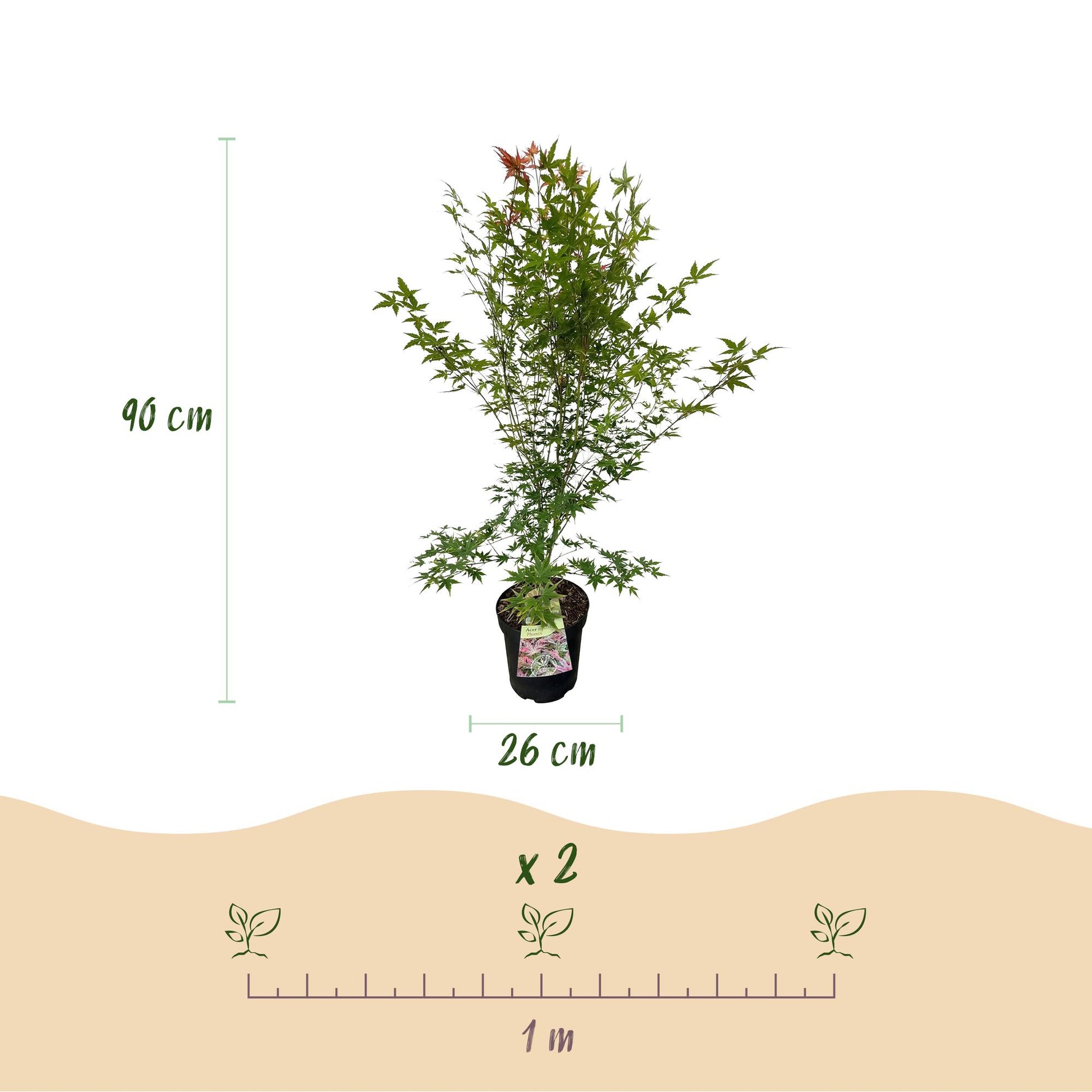 Acer palmatum Phoenix, Érable japonais : Schéma montrant un plant en pot de 26 cm de diamètre, hauteur 90 cm. Indique un espacement de plant