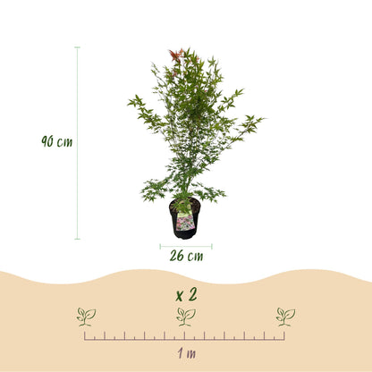 Acer palmatum Phoenix, Érable japonais : Schéma montrant un plant en pot de 26 cm de diamètre, hauteur 90 cm. Indique un espacement de plant
