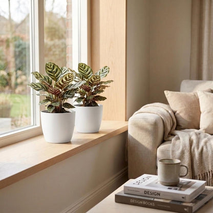 Deux Calathea Makoyana, appelées Plante Paon, avec leurs feuilles aux motifs verts et violacés, posées dans des pots blancs sur un rebord