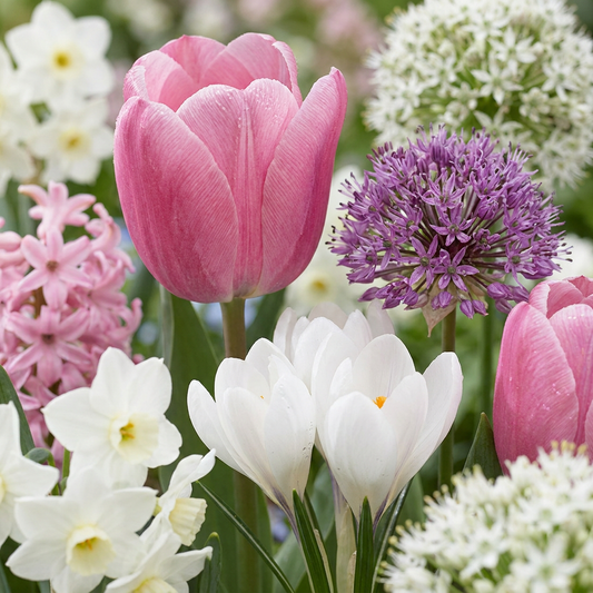 Mélange de bulbes roses et blancs en pleine floraison pour un jardin estival, incluant tulipes, alliums, crocus, jacinthes