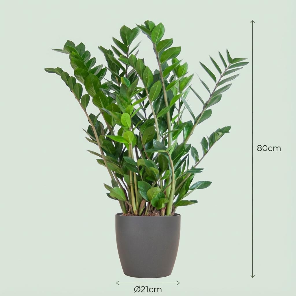 Zamioculcas Zamiifolia avec Potter Gris - 80cm - Ø21