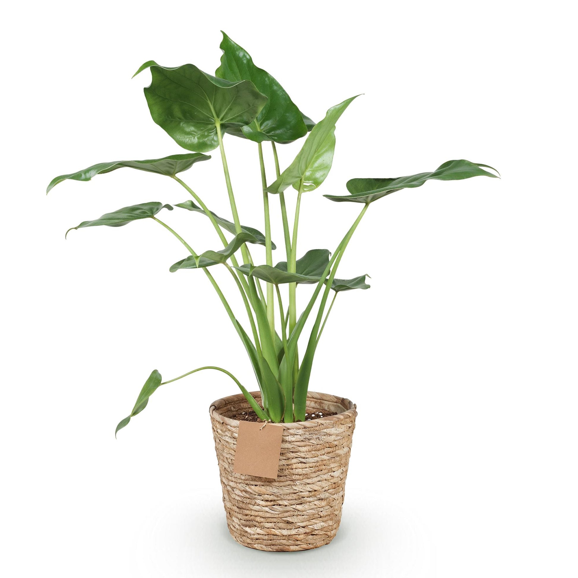 Alocasia Cucullata, une belle plante aux feuilles vertes et brillantes, plantée dans un pot tressé en fibre naturelle