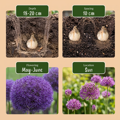 Guide de plantation des bulbes d'Ail d'ornement 'Pinball Wizard' (Allium) avec profondeur, espacement, floraison et
