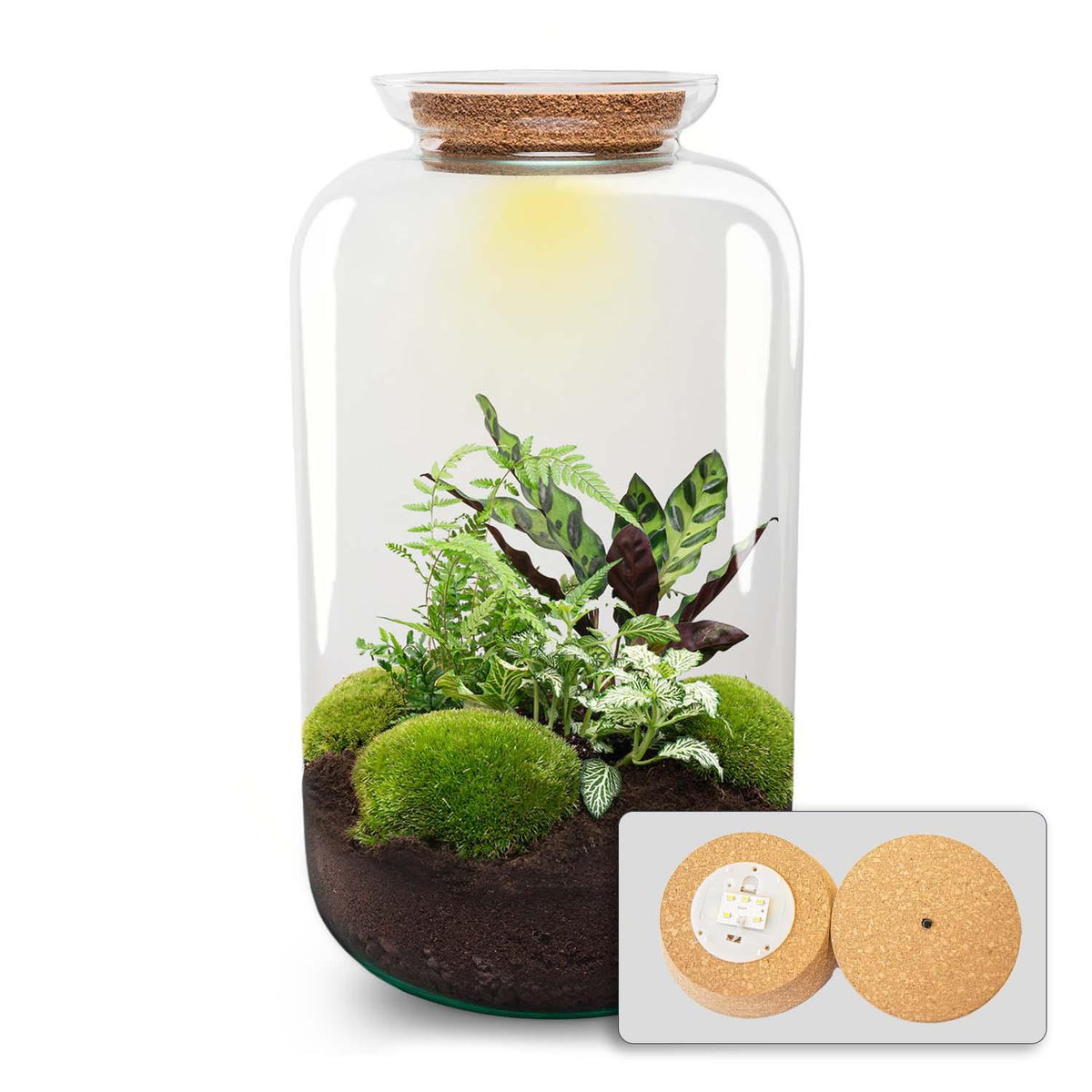 Kit terrarium lumineux haute bouteille Calathea, Fittonia et Asparagus, 43 cm, avec ou sans outils