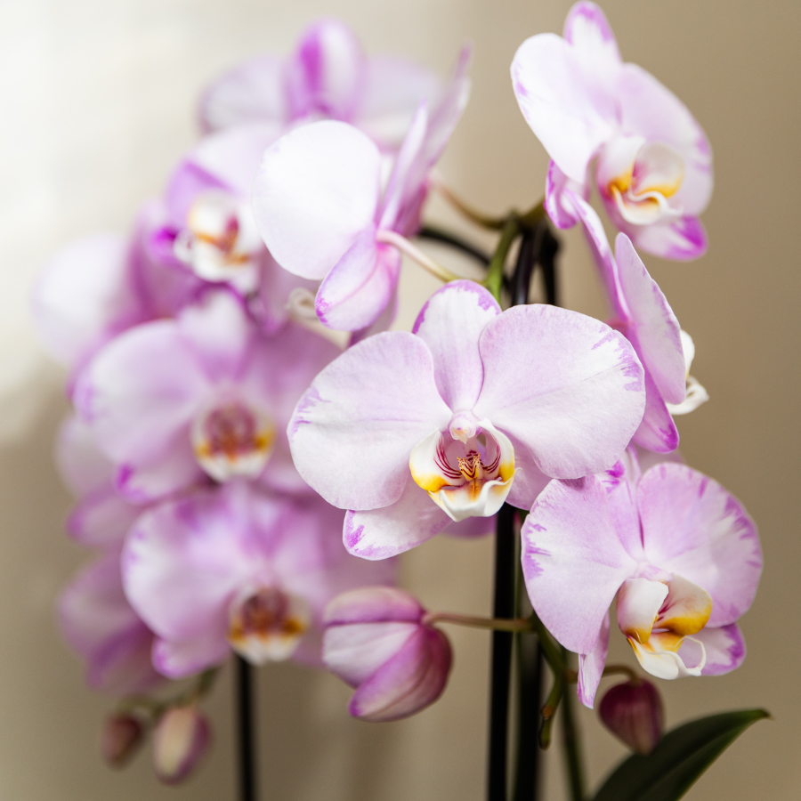 Orchidée Phalaenopsis rose en pot